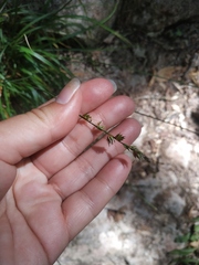 Carex leersii