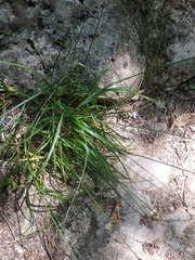Carex leersii