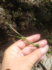 Carex depauperata