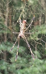 Trichonephila clavipes