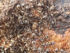Myrmecophilus acervorum