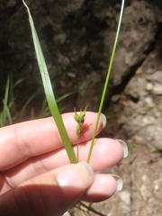 Carex depauperata