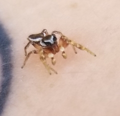 Pelegrina pervaga