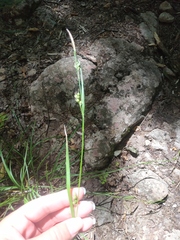 Carex depauperata