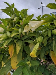 Brugmansia arborea