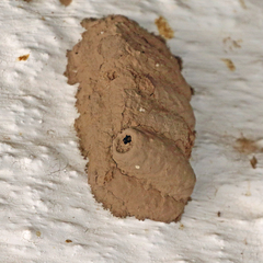 Sceliphron caementarium