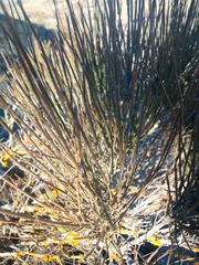 Ephedra distachya