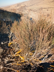Ephedra distachya
