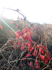 Berberis vulgaris
