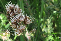 Lobostemon capitatus