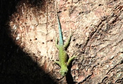 Sceloporus malachiticus