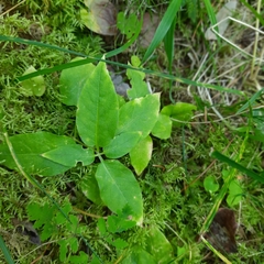 Stellaria bungeana