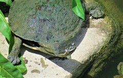 Phrynops geoffroanus