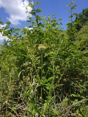 Dipsacus strigosus