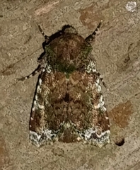 Disphragis