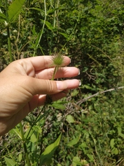 Dipsacus strigosus