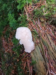 Pseudohydnum gelatinosum