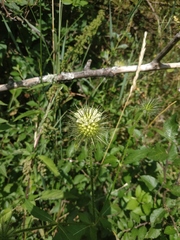 Dipsacus strigosus