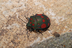 Pachycoris torridus