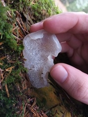 Pseudohydnum gelatinosum