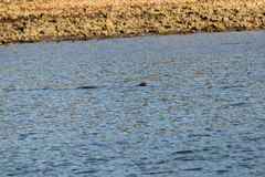 Trichechus manatus