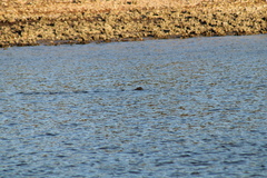 Trichechus manatus