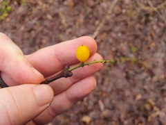 Loranthus europaeus