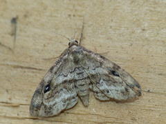 Melanomma auricinctaria