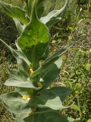 Verbascum densiflorum