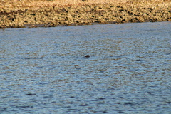 Trichechus manatus