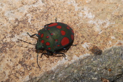 Pachycoris torridus