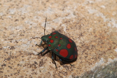 Pachycoris torridus