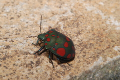 Pachycoris torridus