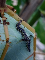 Colobura dirce