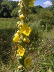 Verbascum densiflorum