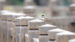 Aegithalos concinnus