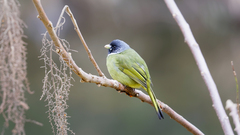 Spizixos semitorques