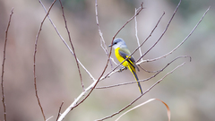 Pericrocotus solaris