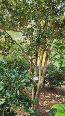 Camellia granthamiana