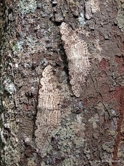 Thysania agrippina