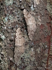 Thysania agrippina
