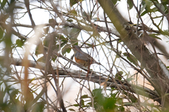 Turdus hortulorum