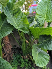 Alocasia macrorrhizos