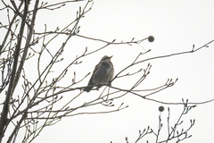 Turdus eunomus