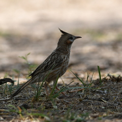 Coryphistera alaudina