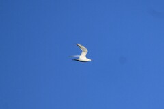 Gelochelidon nilotica