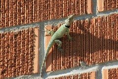 Sceloporus cyanogenys