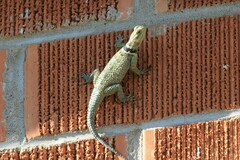 Sceloporus cyanogenys
