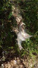 Phryganoporus candidus