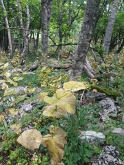 Smyrnium perfoliatum